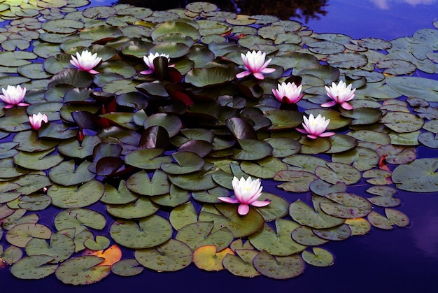 Hoge hoek shot van mooie roze waterlelies groeien in het meer