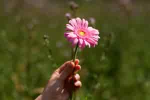 Gratis foto hoge hoekhand die roze bloem houdt