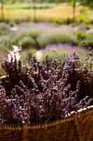 Gratis foto hoge hoekmand met lavendelplanten