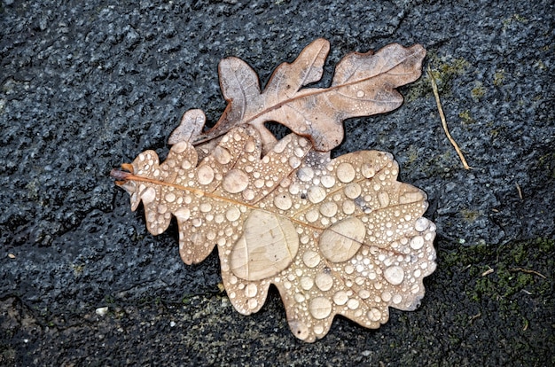 Gratis foto hoge hoekmening van bladeren bedekt met ochtenddauw op de met mos bedekte grond