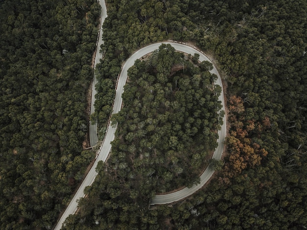 Hoge hoekmening van kronkelende weg omgeven door groene bomen