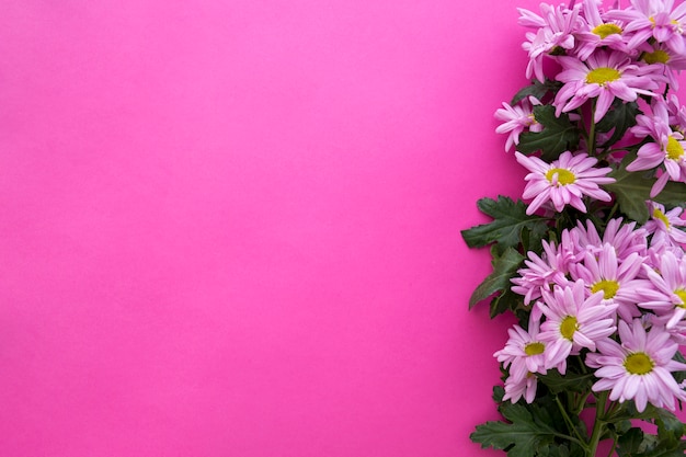 Hoge hoekmening van madeliefjebloemen over roze achtergrond