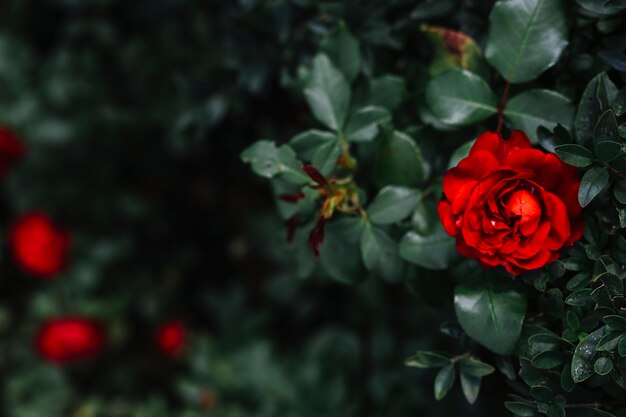 Hoge hoekmening van mooie rietbloem met groene bladeren