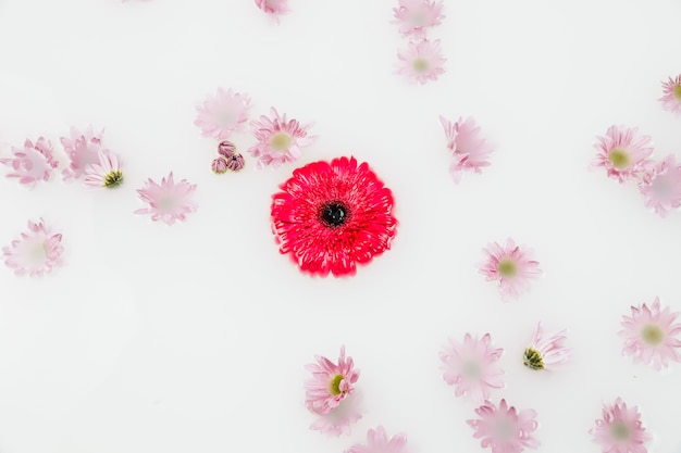 Gratis foto hoge hoekmening van rode en roze bloemen die op water drijven