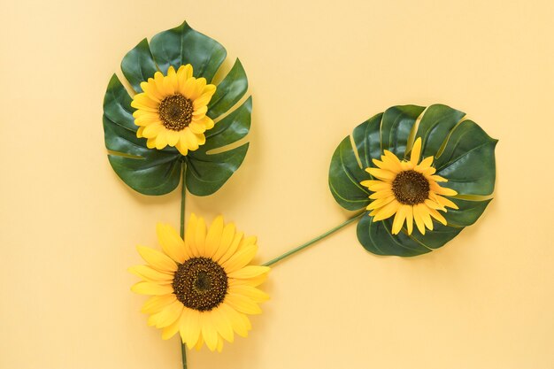 Hoge hoekmening van verse zonnebloemen op monsterabladeren over gele oppervlakte