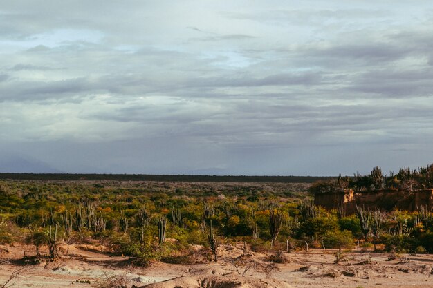 Hoge hoekopname van de exotische wilde planten die groeien tussen de rotsen in de Tatacoa-woestijn, Colombia