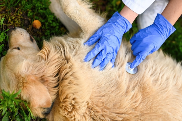 Gratis foto hoge hoekopname van dierenartsen die een medische controle uitvoeren op een golden retriever