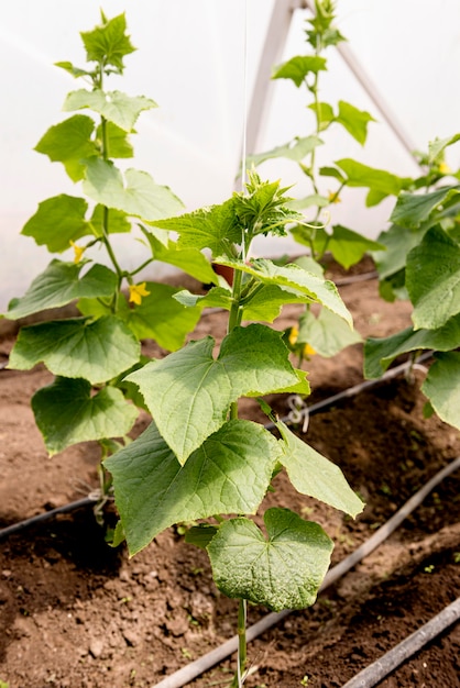 Hoge weergave komkommer plant met bloem