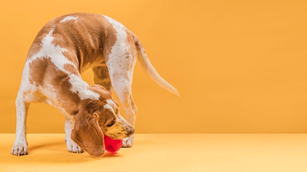 Gratis foto hond die een rubberbal met exemplaarruimte grijpt