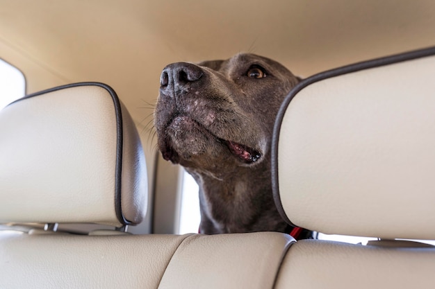 Hond die in een auto verblijft terwijl hij met zijn baasjes reist