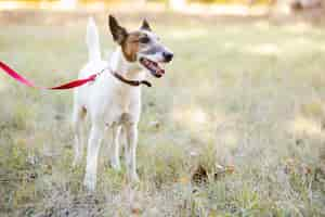 Gratis foto hond die zich in park met leiband bevindt