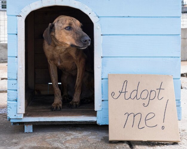 Hond in huis met adopteer me teken buiten