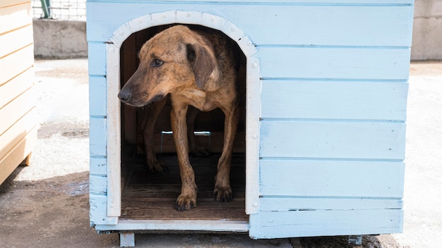 Hond in huis wacht op adoptie door iemand