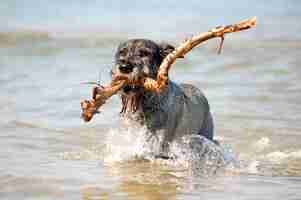 Gratis foto hond in water