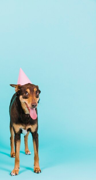 Hond met feestmuts