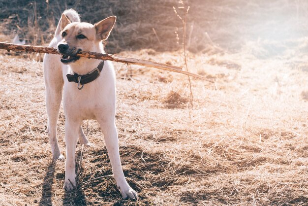 Hond met stok in tanden