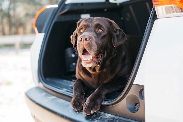 Hond ontspannen in de open kofferbak