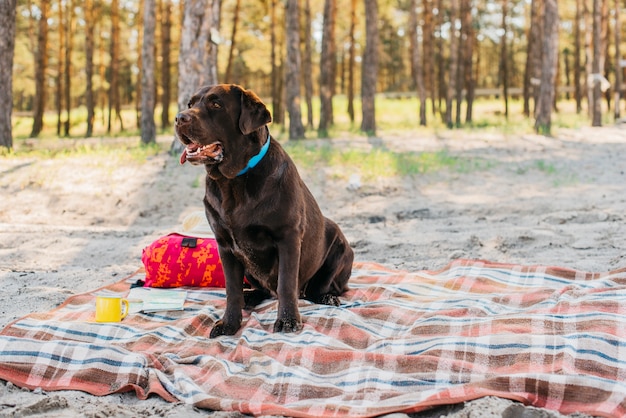 Hond op picknickdoek in aard