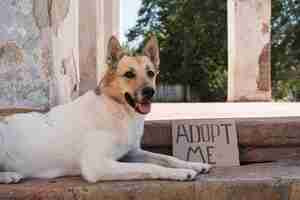 Gratis foto hond op trappen met adoptiebanner