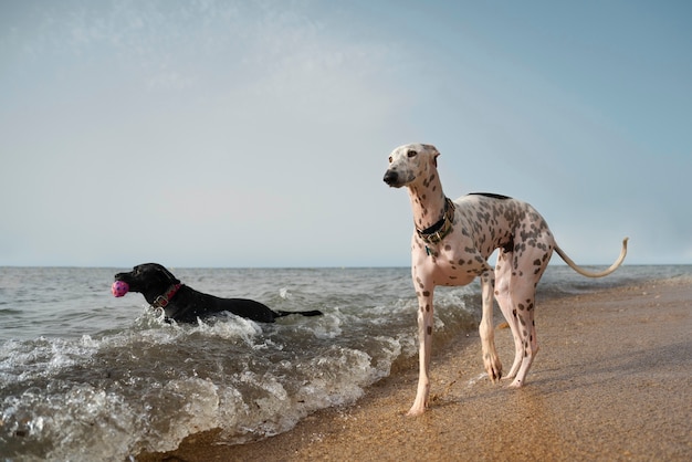 Gratis foto hond plezier op het strand