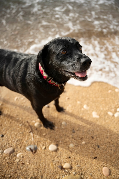Gratis foto hond plezier op het strand