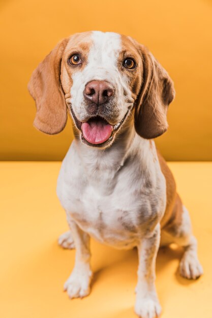 Hond steekt zijn tong uit en kijkt naar fotograaf