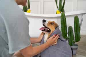 Gratis foto hond thuis wassen