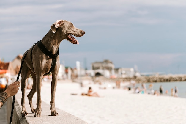 Hond uit voor een wandeling langs het strand