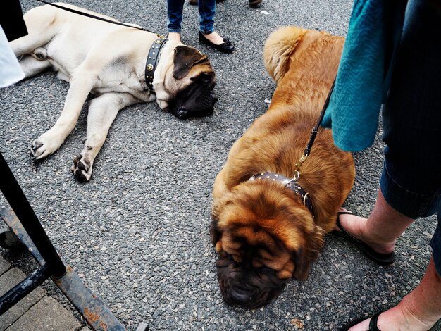 Honden op de grond liggen