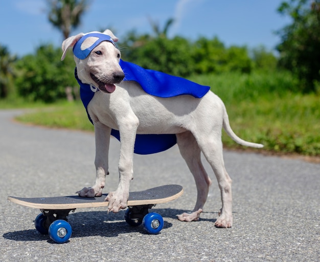 Gratis foto honden skateboard street mammal costume canine