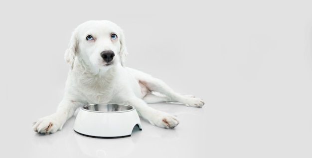 Hongerige puppyhond met droevige uitdrukking die met een kom eet. geïsoleerd op witte achtergrond