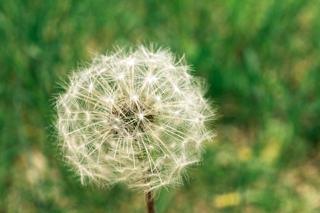 Honingbij die op bloem bestuiven