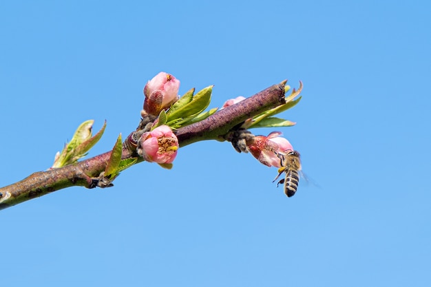 Gratis foto honingbij die stuifmeel van een bloeiende perzikboom verzamelt.