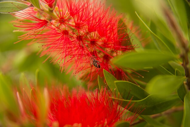 Honingbij rode flesborstel Callistemon flower nectar vliegen vliegen