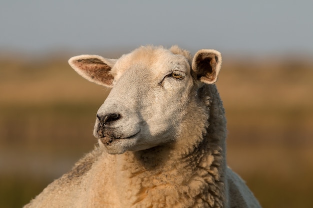 Hoofd van een wit schaap
