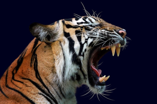 hoofd van tijger sumatera close-up met donkerblauwe muur