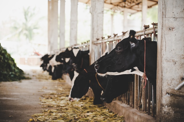 hoofden van zwart en wit Holstein koeien voeden met gras in de stal in Nederland