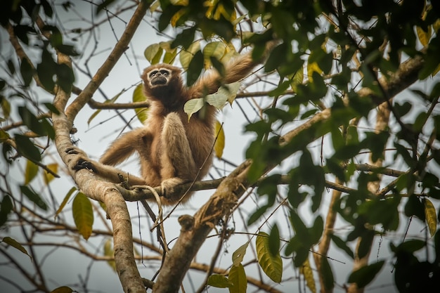 Hoolock gibbon hoog op een boom wilde indische aap in het indiaanse bos