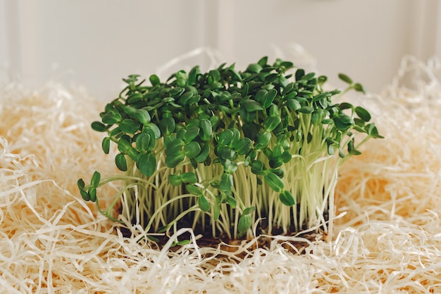 Hoop van bieten microgreens op lijst