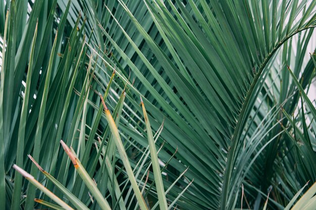 Horizontaal schot van een dichte palmboom met scherpe bladeren