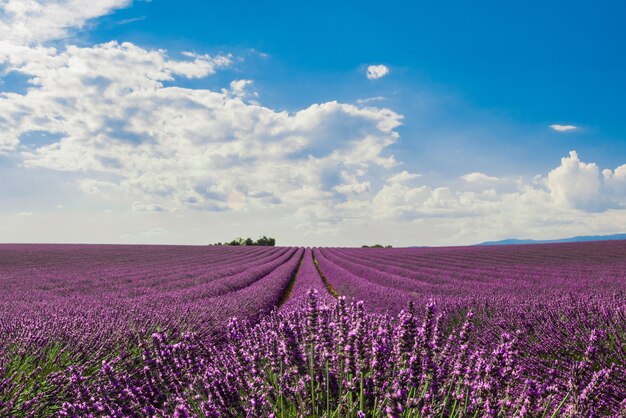 Horizontaal schot van een gebied van mooie paarse Engelse lavendelbloemen onder kleurrijke bewolkte hemel