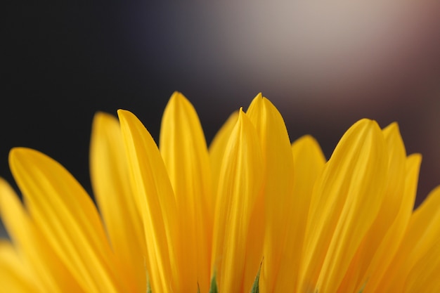 Horizontale close-up shot van een zonnebloem bloemblaadjes op een onscherpe achtergrond