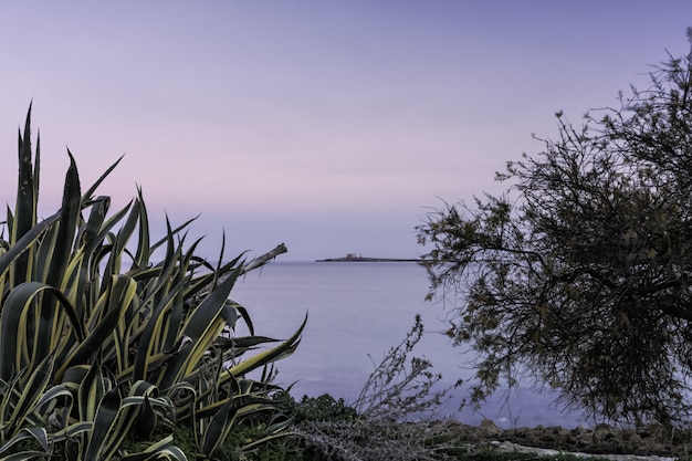 Horizontale opname van een groene plant en een kale boom in de buurt van de prachtige zee onder de heldere hemel