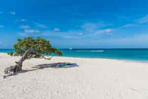 Gratis foto horizontale opname van het uitzicht op het strand en de zee, met handdoeken onder een boom op aruba