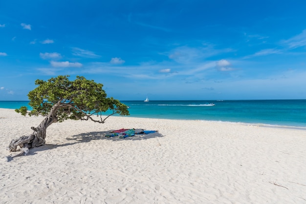 Horizontale opname van het uitzicht op het strand en de zee, met handdoeken onder een boom op Aruba