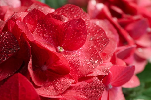 Hortensia bloemen met waterdruppels close-up