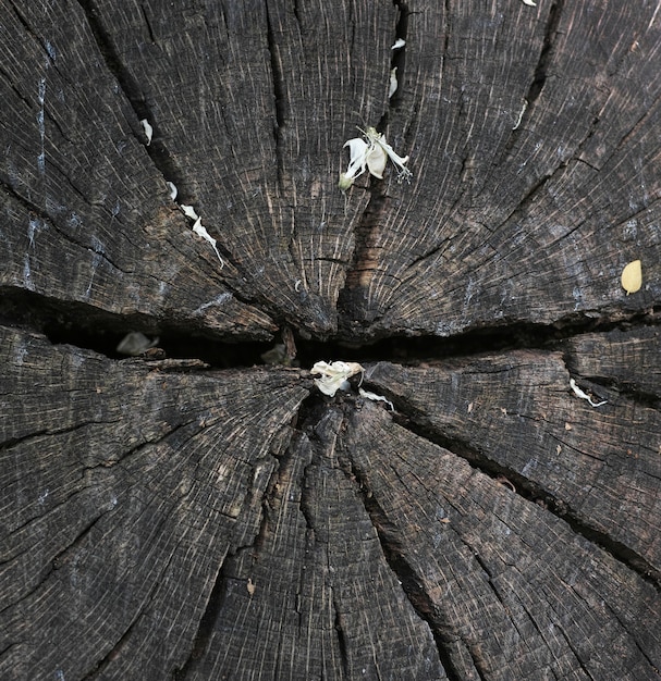 Gratis foto hout kofferbak