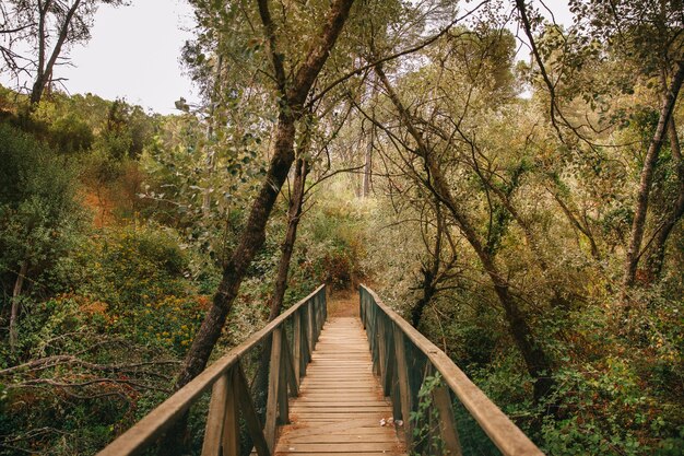 Houten brug in natuurlijk bos