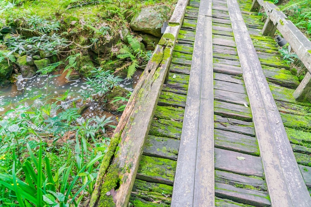 Houten brug in tropische groen bos bedekt met mos.