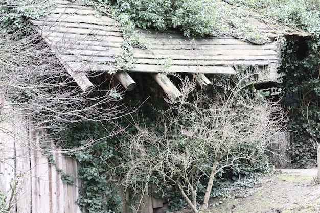 Gratis foto houten gebouw bedekt met planten